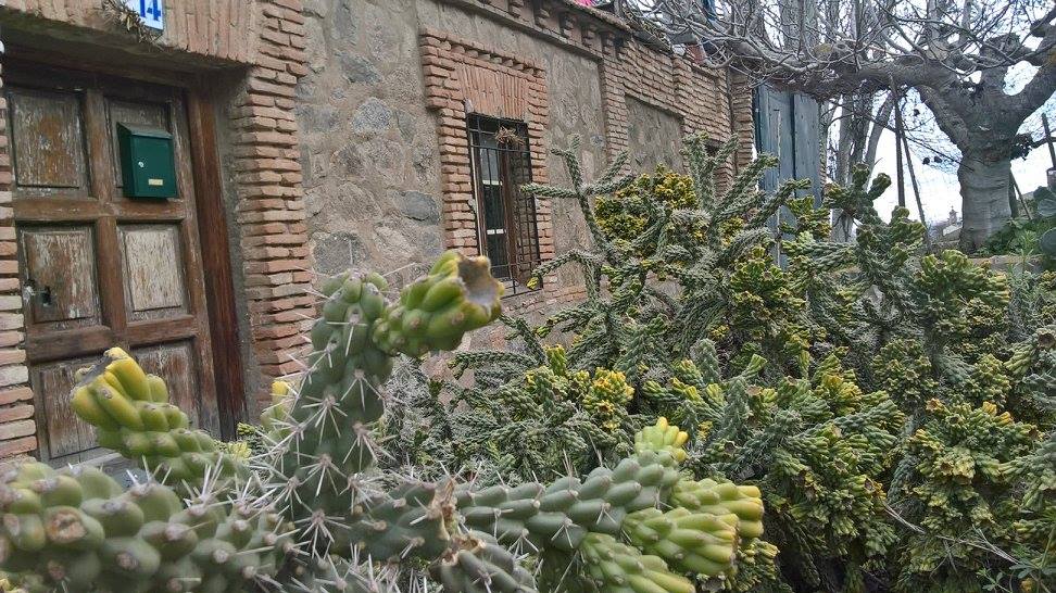 Kaktuszok egy régi épület mellett
