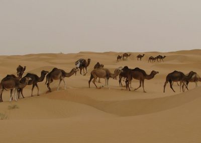 Nomád VándorLáss a Szaharában – 2020. tavasz