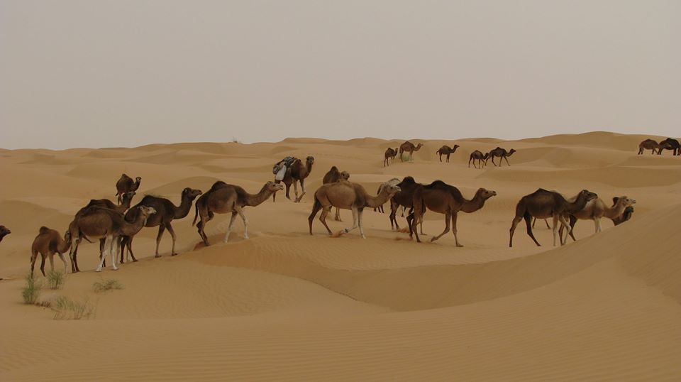 Tevék a Szahara sivatagában